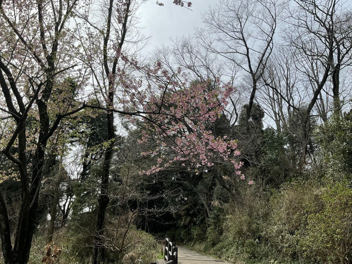iPad Air 5のアウトカメラの写真画質